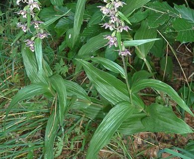 Epipactis helleborine