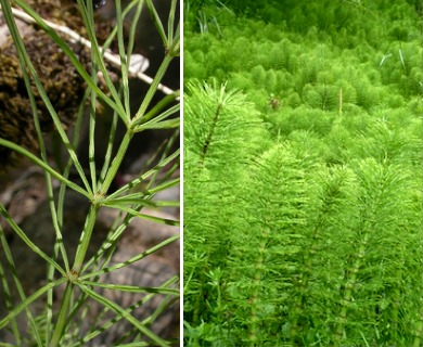 Equisetum arvense