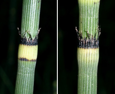 Equisetum hyemale