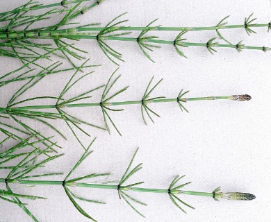 Equisetum palustre