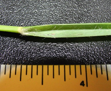 Eragrostis atrovirens