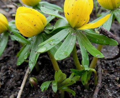 Eranthis hyemalis