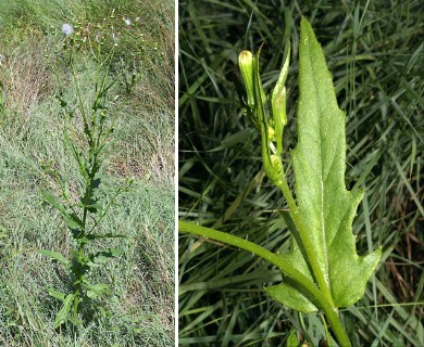 Erechtites hieraciifolius