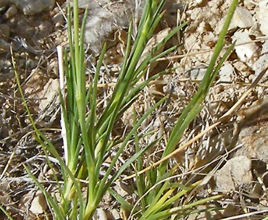 Eremogone macradenia