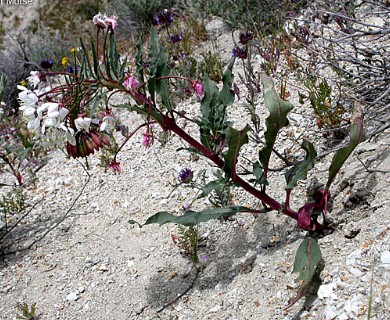 Eremothera boothii