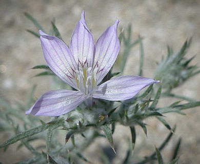 Eriastrum eremicum