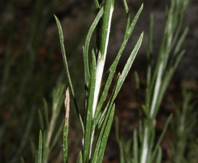 Ericameria nauseosa