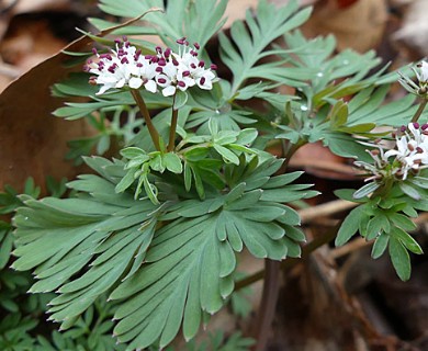 Erigenia bulbosa