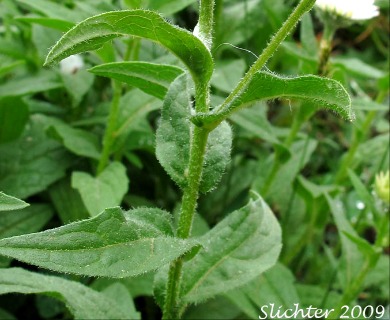 Erigeron aliceae