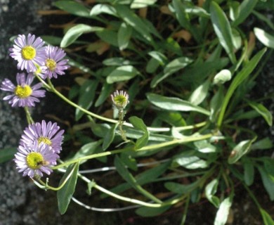 Erigeron cervinus