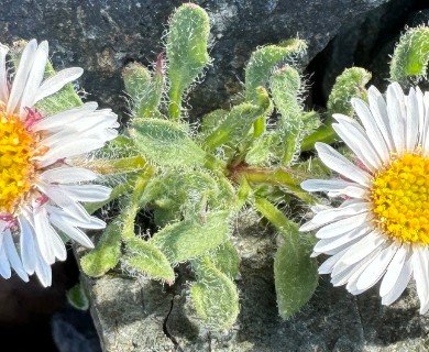 Erigeron denalii