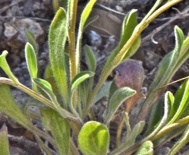 Erigeron divergens