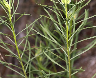 Erigeron foliosus