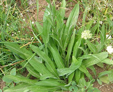 Erigeron glacialis