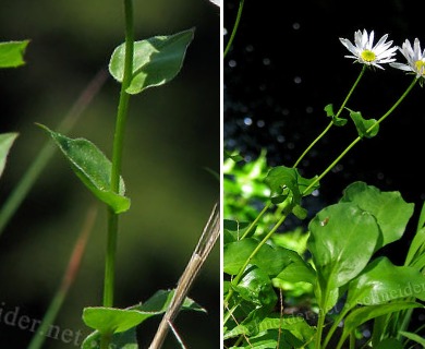 Erigeron howellii