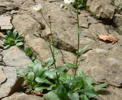 Erigeron philadelphicus