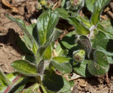 Erigeron pulchellus