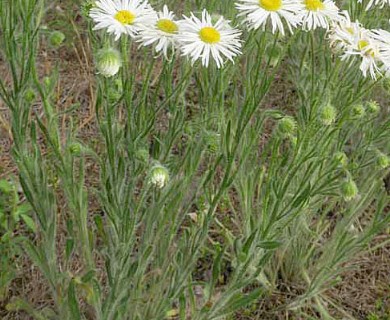 Erigeron pumilus