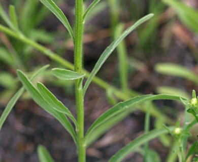 Erigeron strigosus