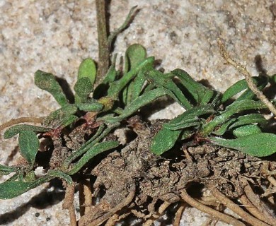 Erigeron ursinus