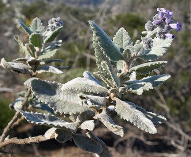 Eriodictyon crassifolium