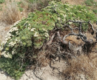 Eriogonum arborescens