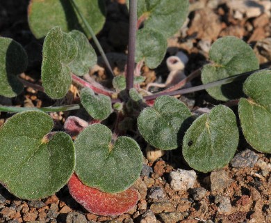 Eriogonum collinum