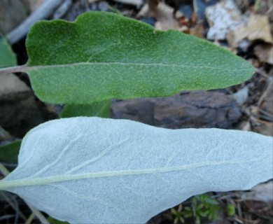 Eriogonum compositum