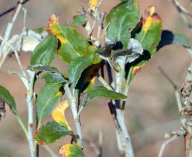 Eriogonum corymbosum