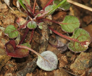 Eriogonum covilleanum