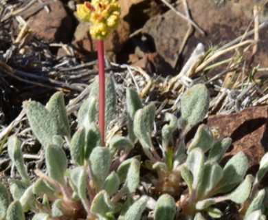 Eriogonum crosbyae