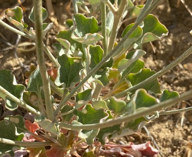 Eriogonum dasyanthemum