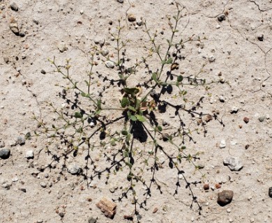 Eriogonum divaricatum