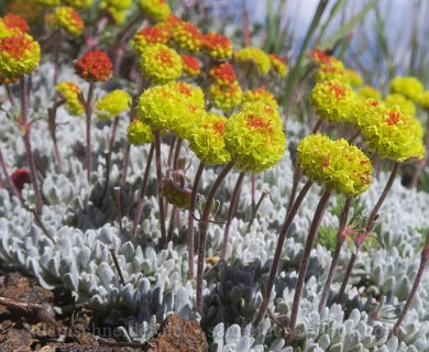 Eriogonum douglasii