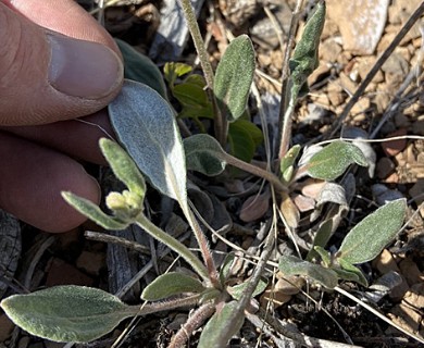 Eriogonum flavum