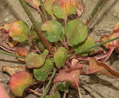 Eriogonum gordonii