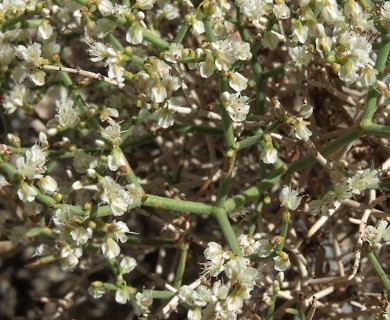 Eriogonum heermannii