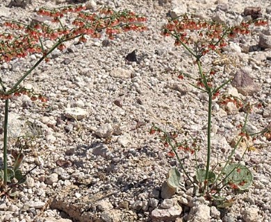 Eriogonum hookeri