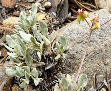 Eriogonum incanum