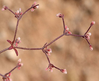 Eriogonum inerme