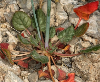 Eriogonum inflatum