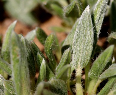 Eriogonum lachnogynum