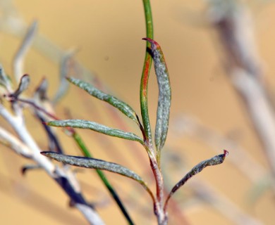 Eriogonum leptocladon