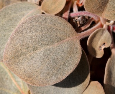 Eriogonum lobbii