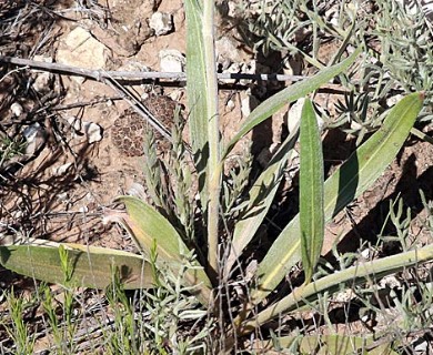 Eriogonum longifolium