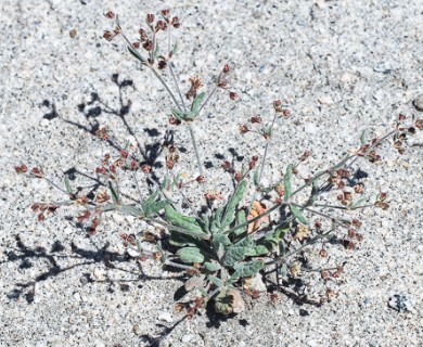 Eriogonum maculatum