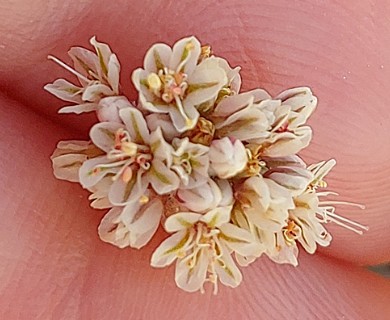 Eriogonum mancum