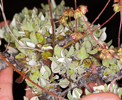 Eriogonum marifolium