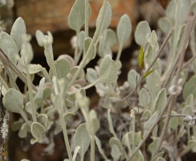 Eriogonum niveum