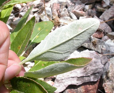 Eriogonum nudum